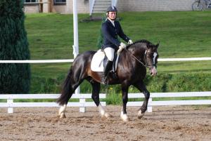 Feldprfung fr Sportponyhengste in Schnhorst