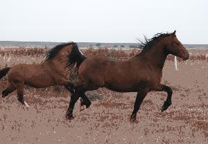 auf der Sommerweide: Ponyland Hamilton und - im Hintergrund - York - unser so guter Welsh A Deckhengst!