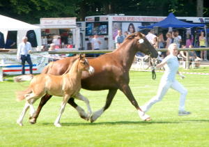 Ponyland Sunday von Ponyland Hot Spot aus der Merit Simply Nice - dieses Fohlen ist die 4. Generation selbstgezogener Welsh Cobs auf unserem Hof!