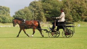 Ponyland Catryn, 3jhrige Welsh A Stute, gezogen, ausgebildet und vorgestellt von Gudrun Wieczorek, gewinnt souvern die Leistungsprfung Feld 