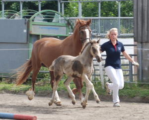 der erste ffentliche Auftritt von Ponyland Surprise