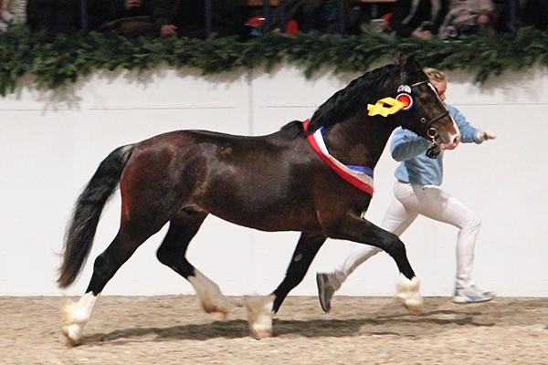 Gest�t Ponyland Norddeich