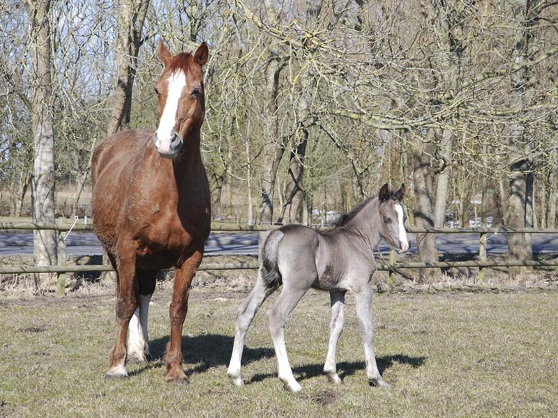 Gest�t Ponyland Norddeich