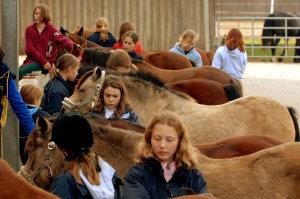 Reiterferien auf dem Ponyhof - Klassenfahrt an die Nordsee